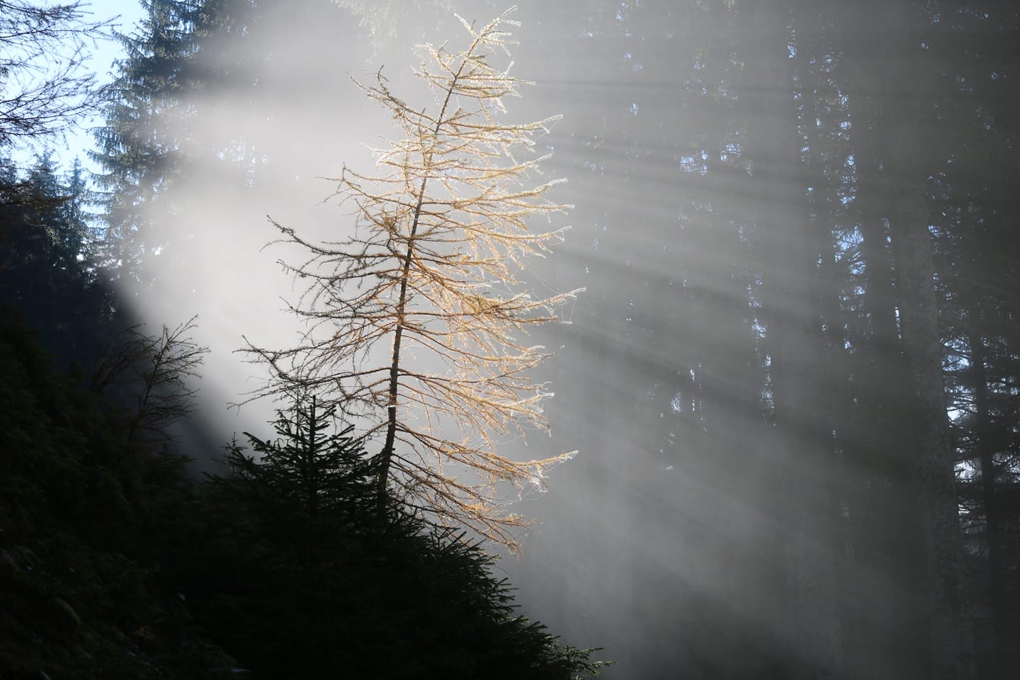 Der Tag an dem sich der Nebel zu lichten begann